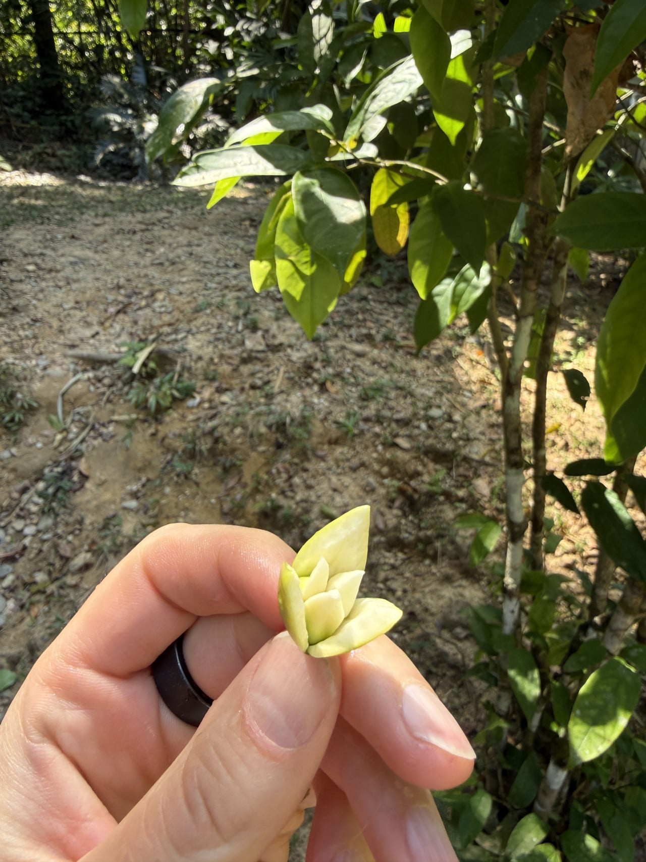 Ruka drží malý žlutobílý květ v džungli, v pozadí zelené listy