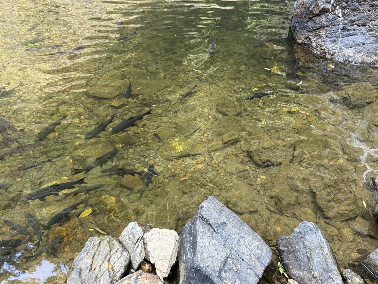 Hejno tmavých ryb v průzračné tůni nad kameny a balvany