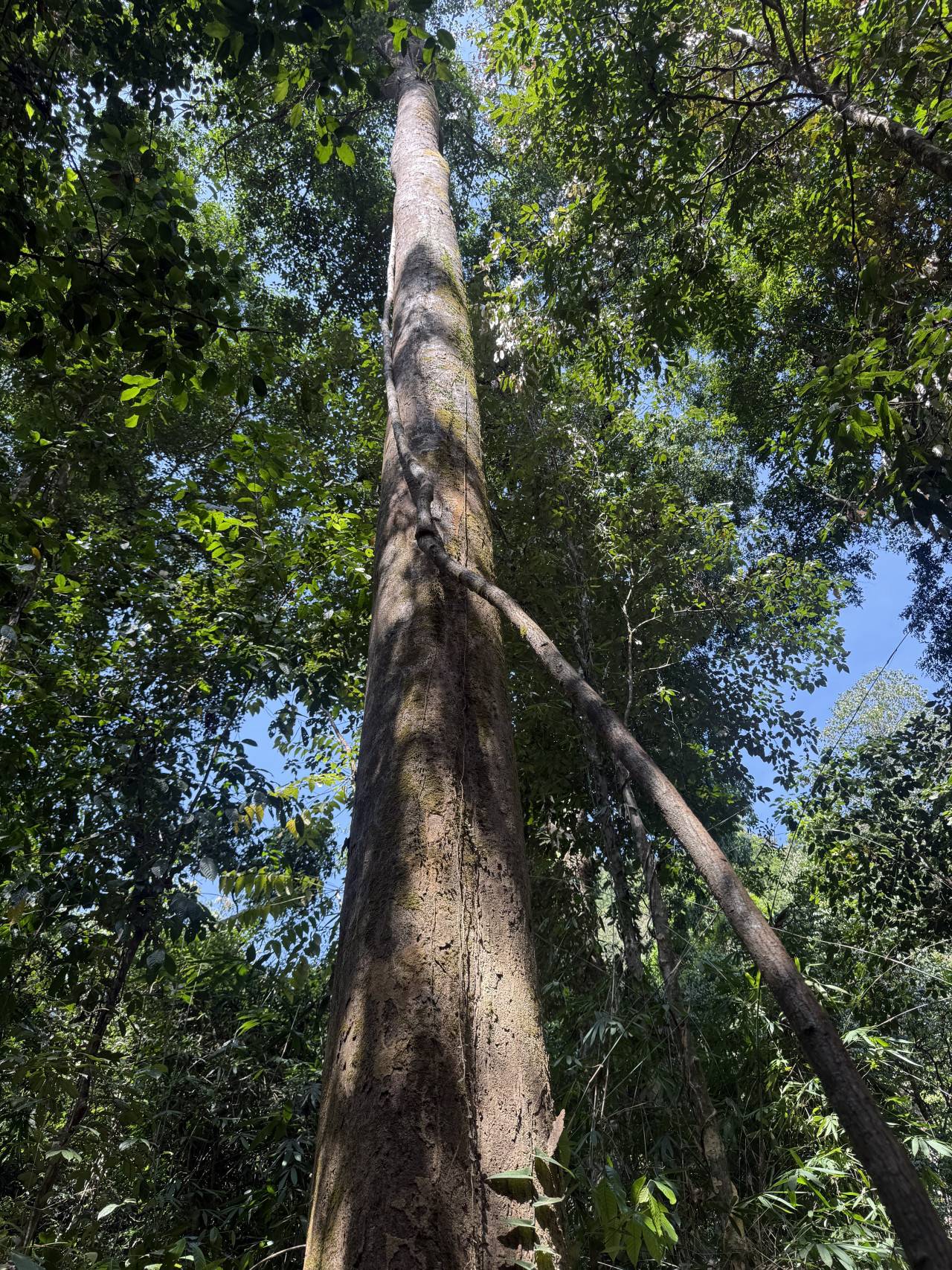 Pohled vzhůru na vysoký strom s liánou v husté thajské džungli