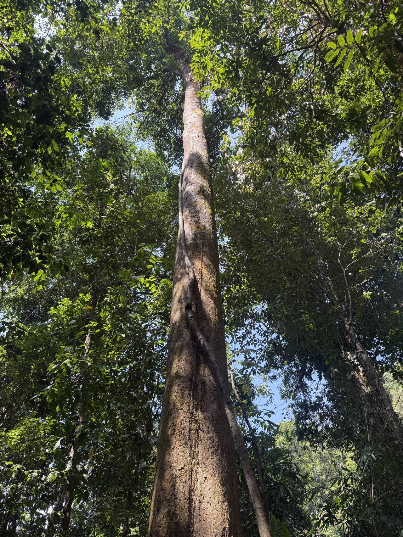 Pohled zdola na vysoký kmen stromu v thajské džungli, hustá koruna