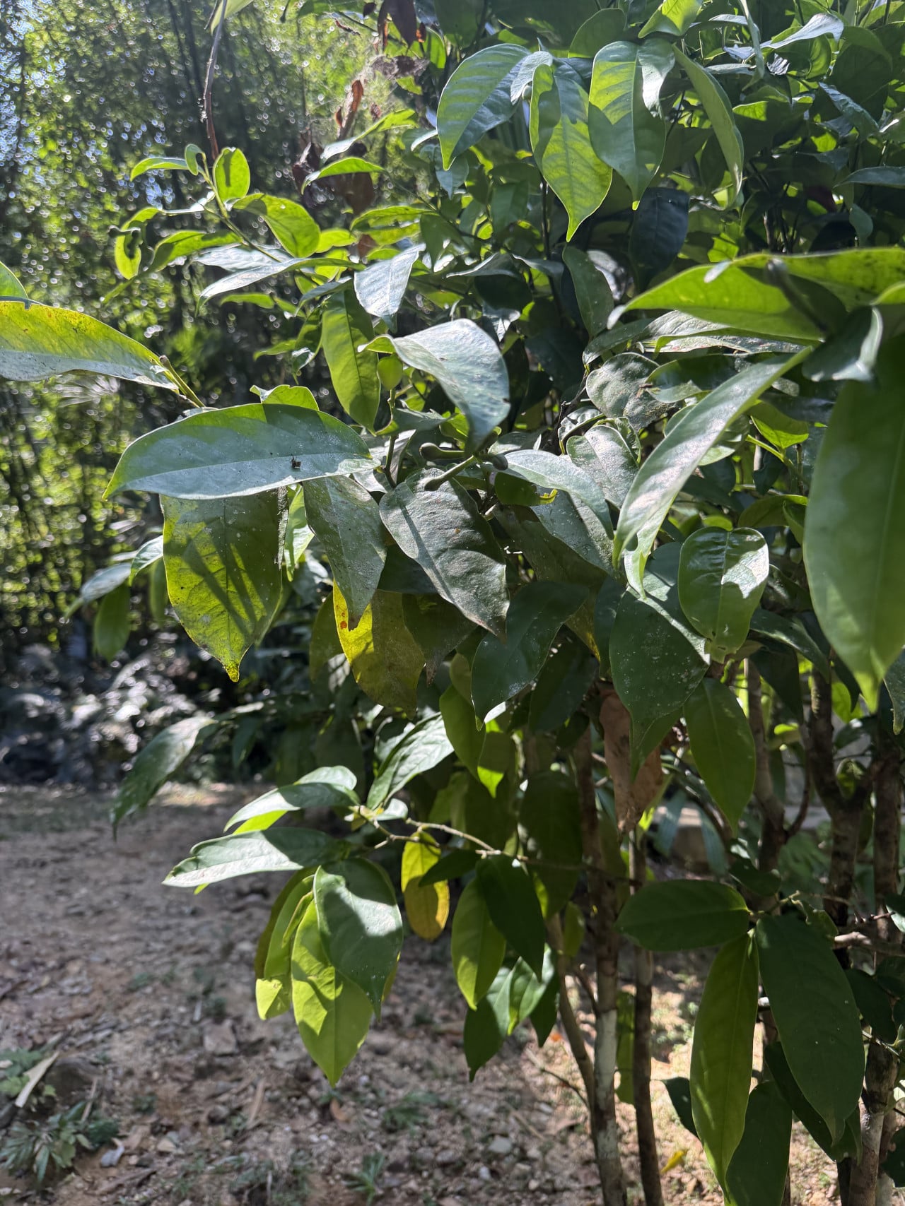 Detail lesklých zelených listů tropického keře v džungli, prosvětlených sluncem