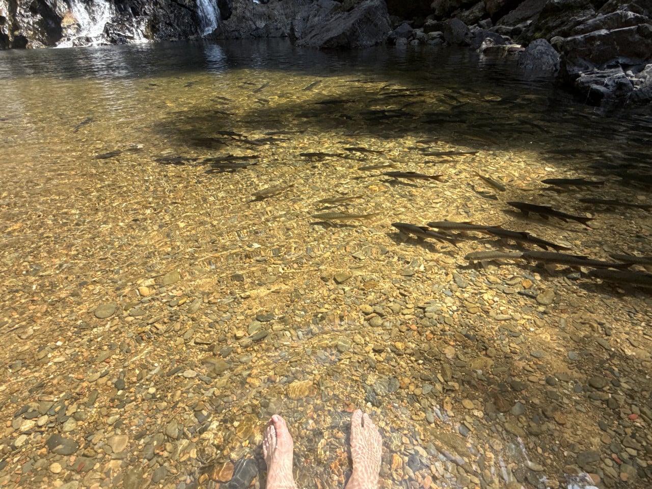 Bosé nohy v průzračné tůni s oblázky a hejny ryb