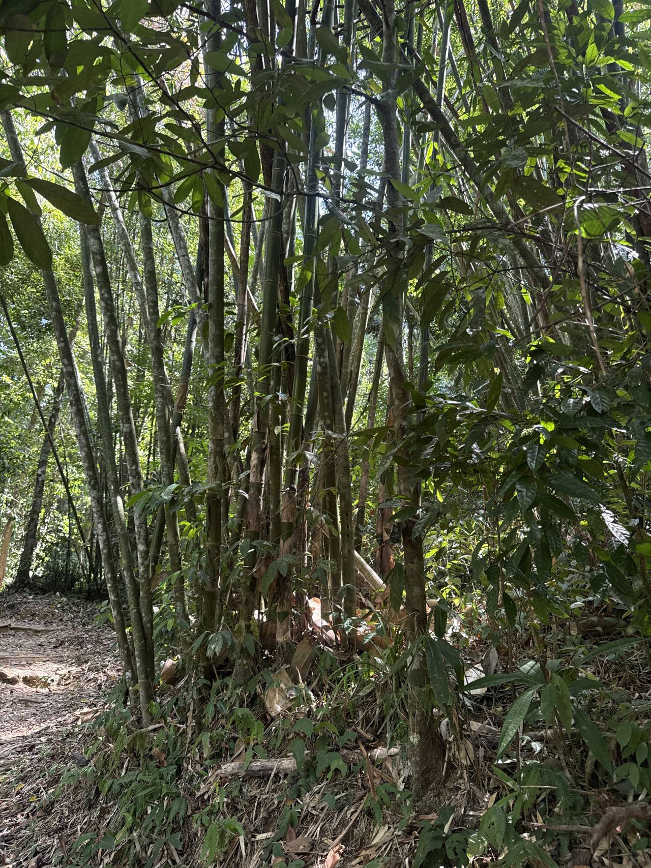 Hustá thajská džungle s bambusy a úzkou pěšinou ve stínu