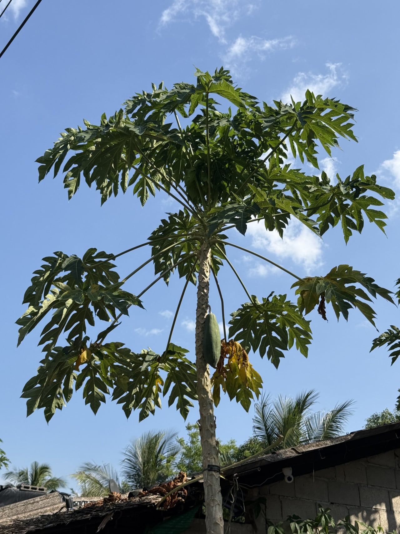 Papájovník s nezralou papájou nad střechou, modrá obloha a palmy