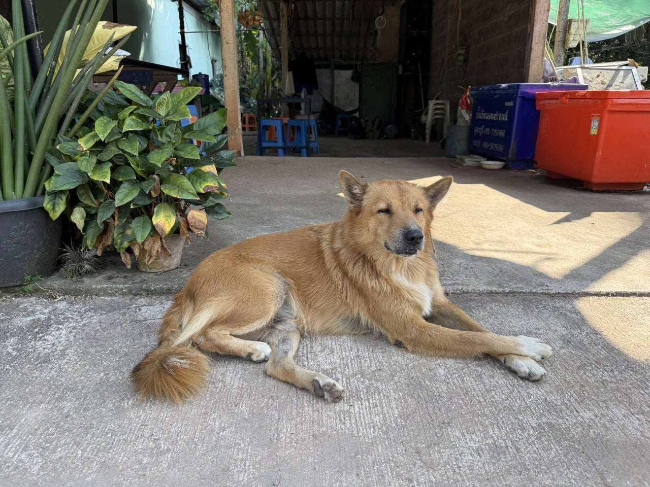 Hnědý pes leží na betonu před přístřeškem, modrý kontejner s thajským nápisem.