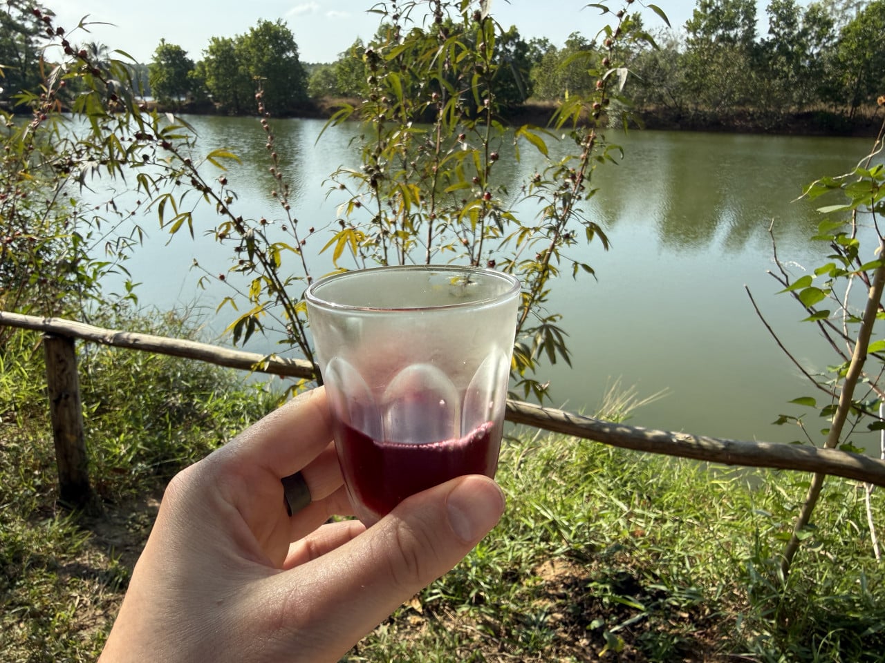 Ruka drží sklenici s fialovým nápojem u řeky v Bang Wan.