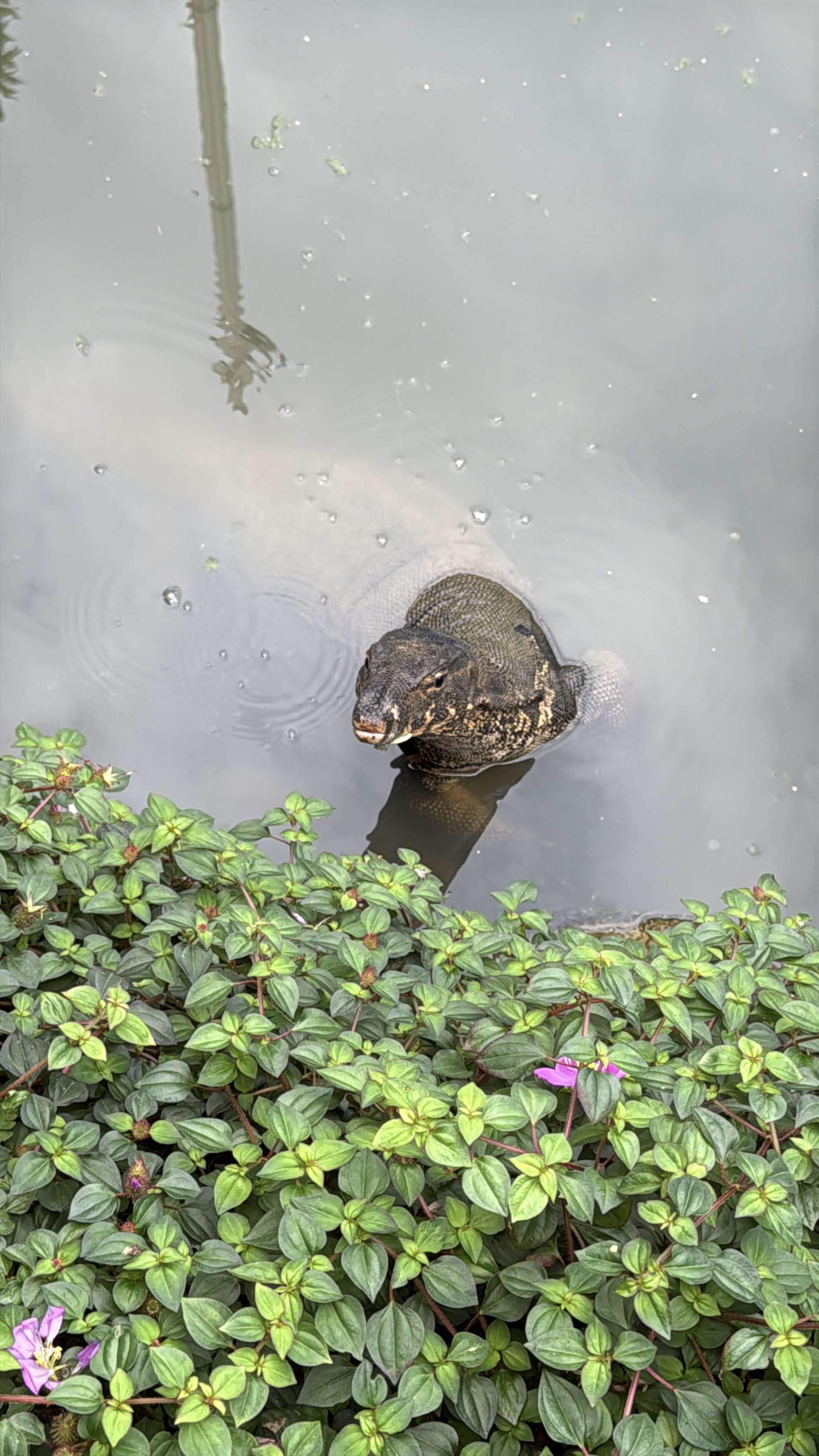 Varan se vynořuje z vody u břehu s hustými zelenými listy