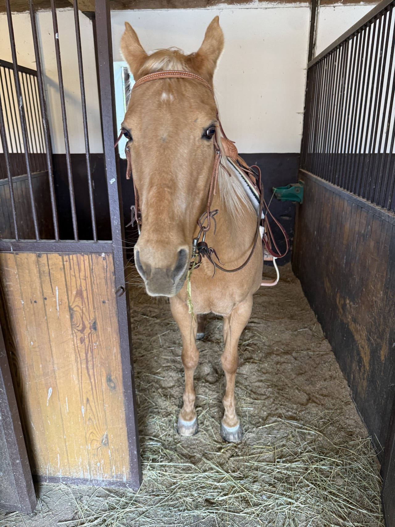 Hnědý kůň s postrojem stojí ve stáji mezi boxy.