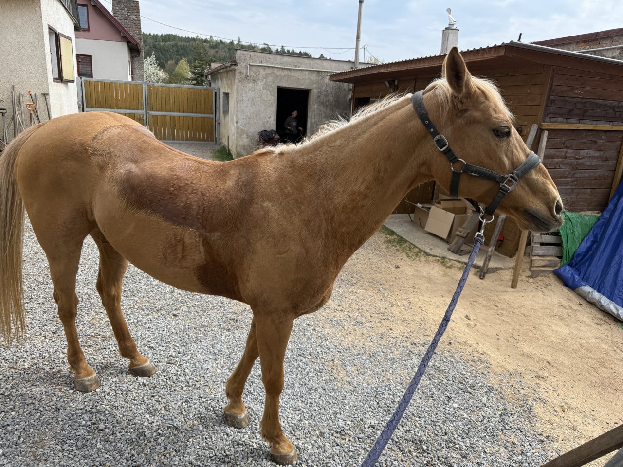 Hnědý kůň v ohlávce stojí na dvoře u stájí v Hostěnicích.
