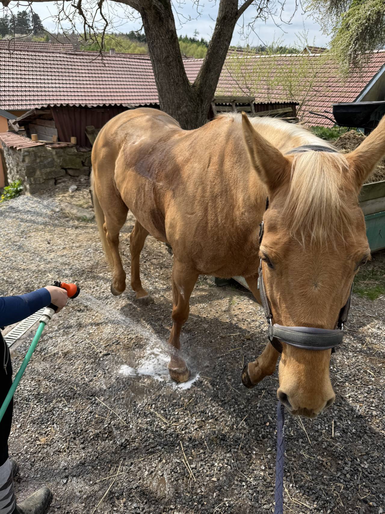 Hnědý kůň s bledou hřívou se nechává umývat hadicí na dvoře.