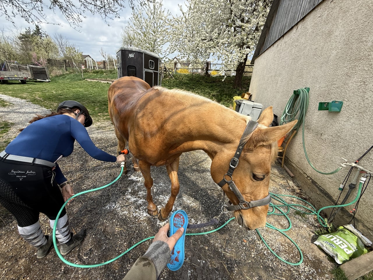 Žena myje hnědého koně hadicí u stájové budovy na dvoře.