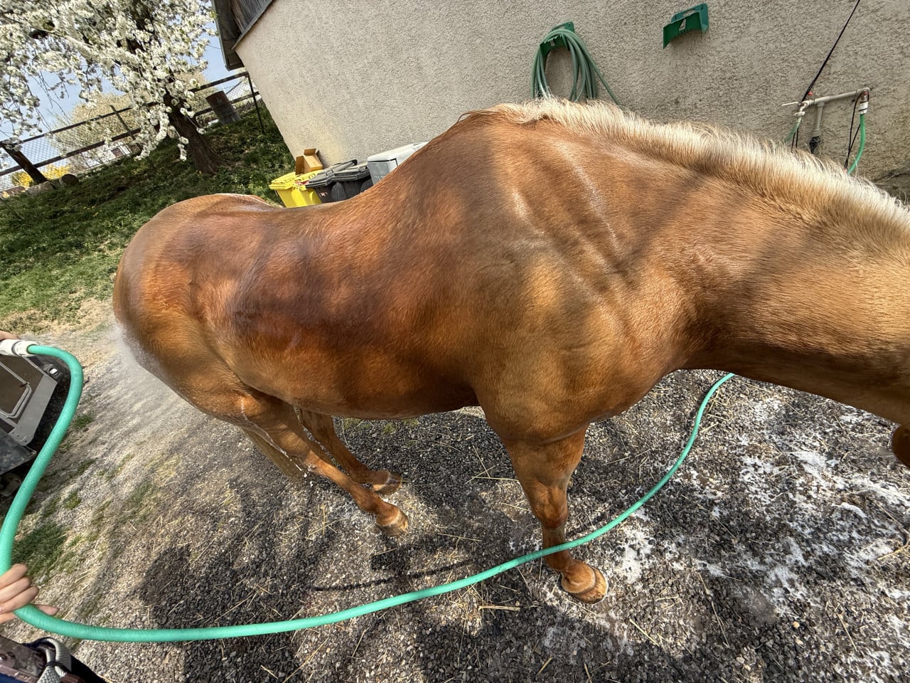 Hnědý kůň se na dvoře oplachuje zahradní hadicí u zdi domu.