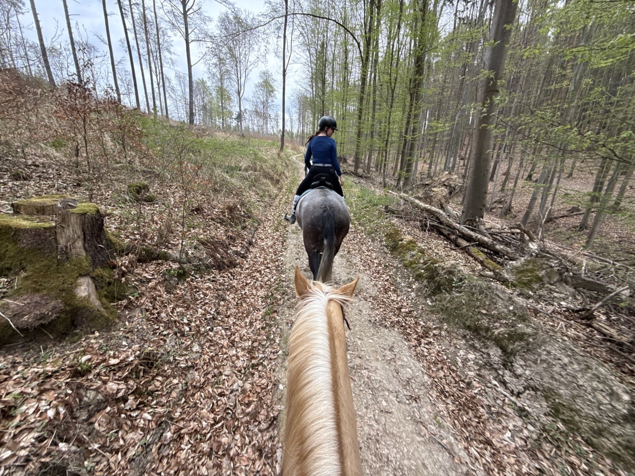 Pohled z koně na jezdkyni jedoucí lesní cestou v jarním lese