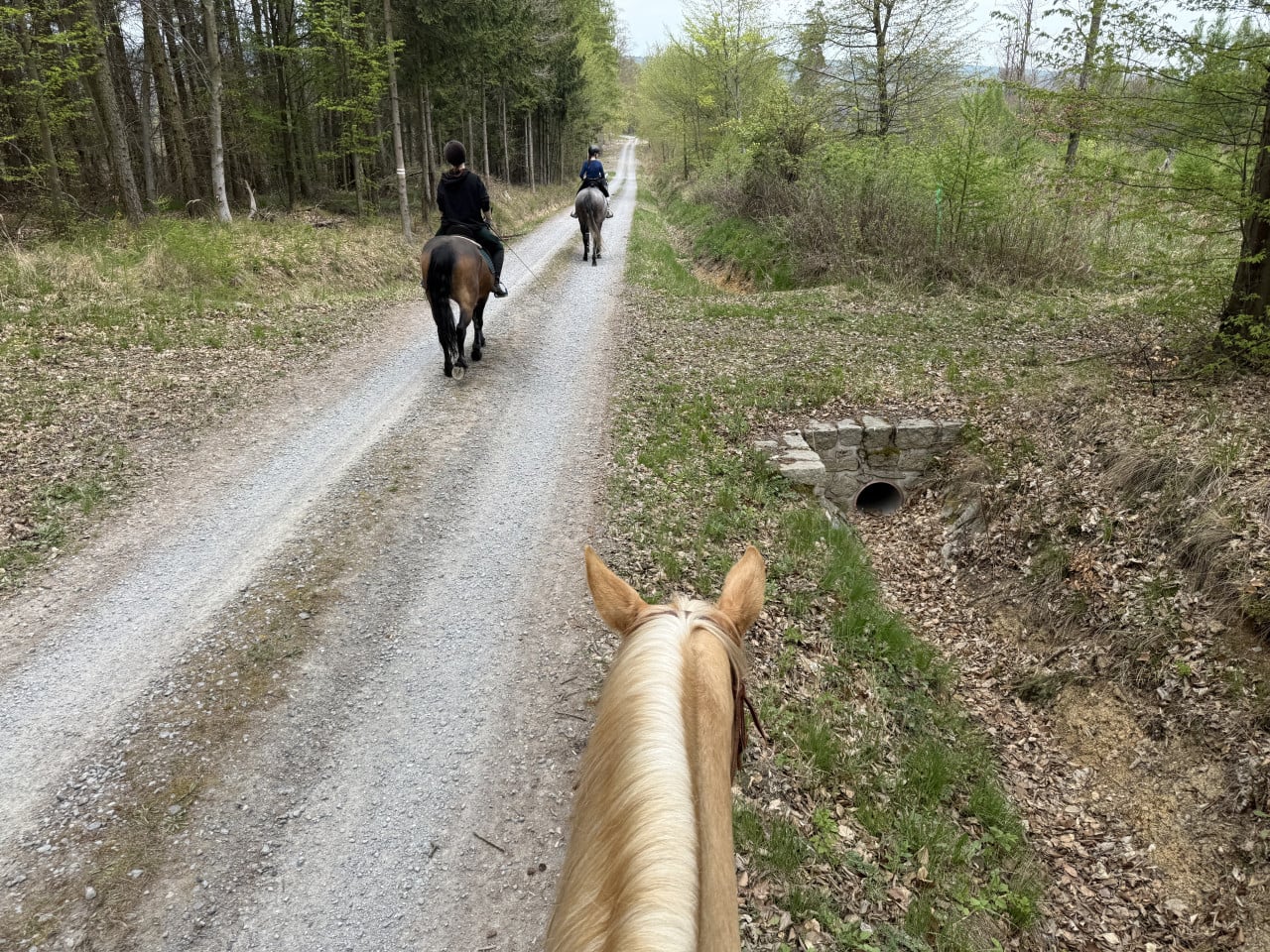 Pohled z koně na dvě jezdkyně jedoucí po lesní cestě v Hostěnicích.
