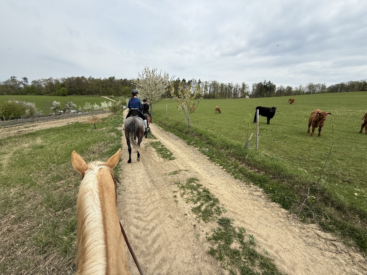 Jízda na koních po polní cestě kolem krav na zelené louce u Hostěnic