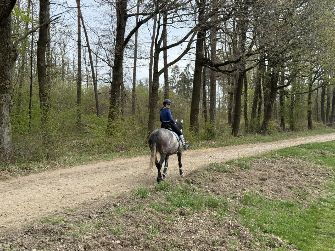 Jezdkyně na šedém koni na lesní cestě mezi stromy