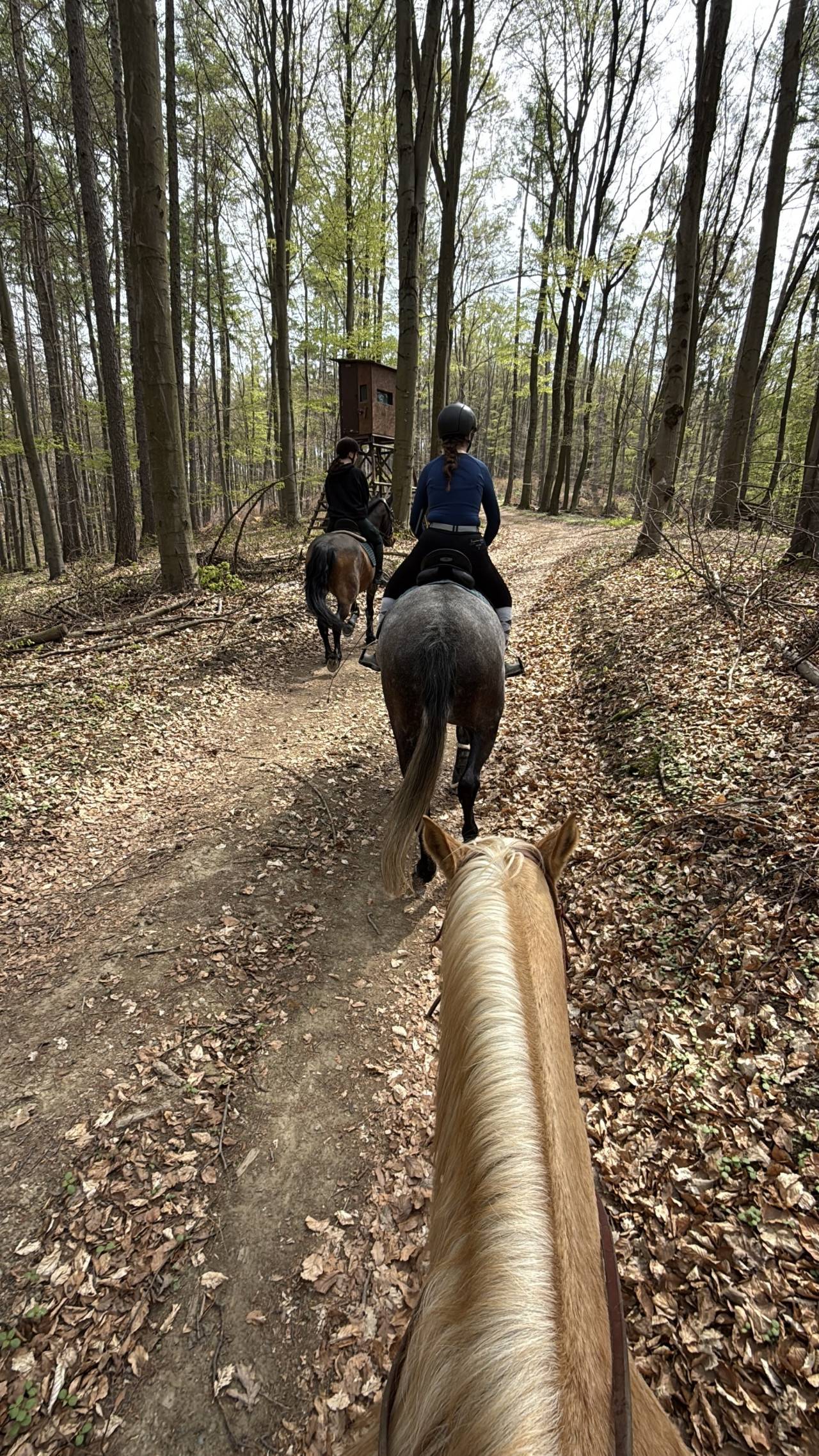 Jízda na koních lesní stezkou mezi stromy, pohled z koňského sedla.