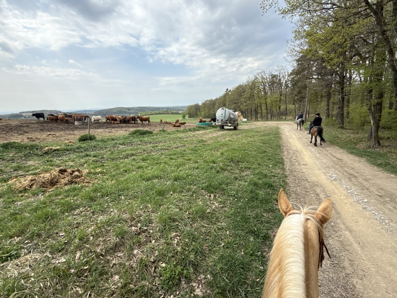Pohled z koně na lesní cestu, další jezdci a stádo krav na louce.