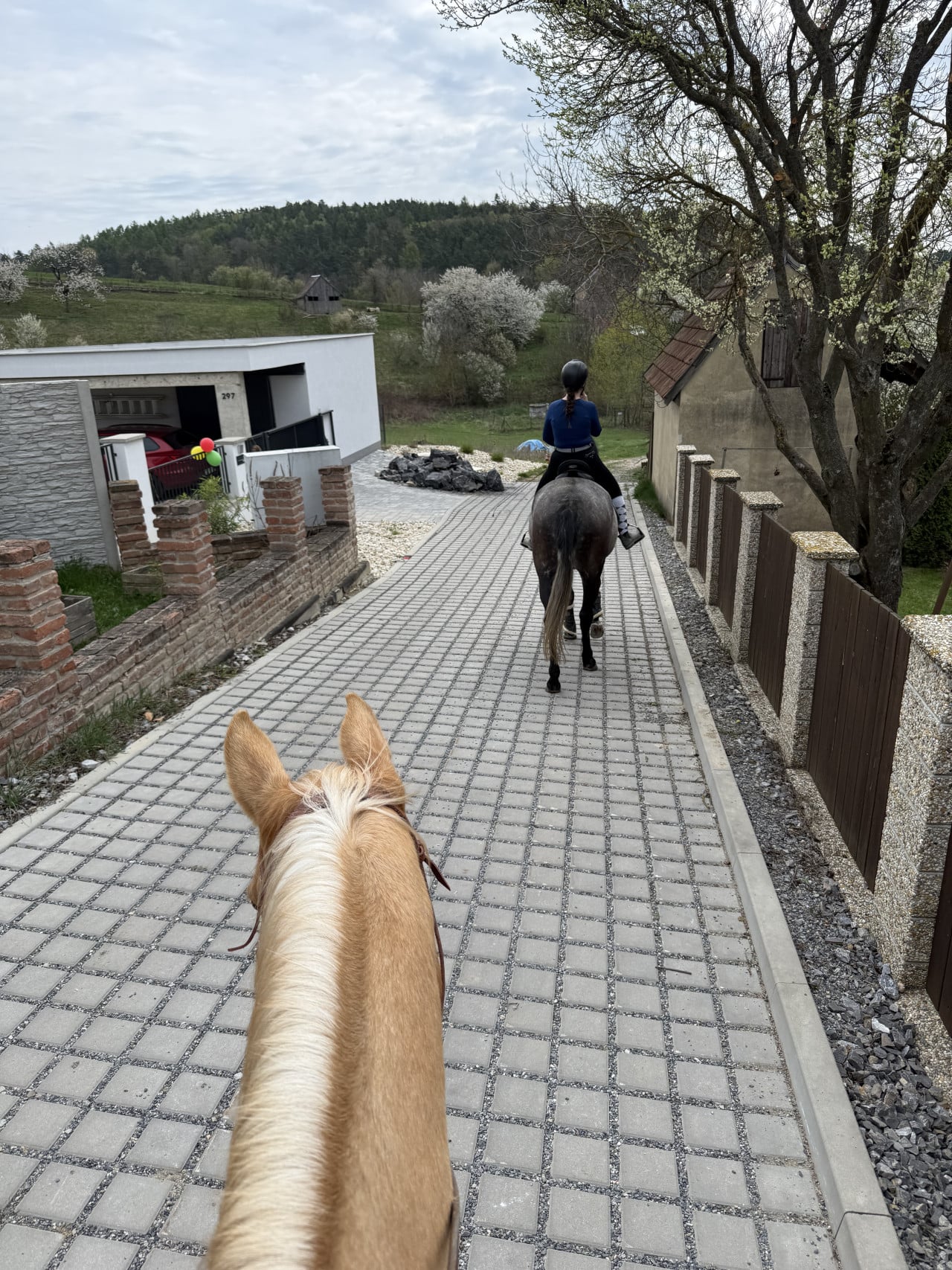 Pohled z koně na jezdkyni předjíždějící po dlážděné cestě mezi domy a sady.