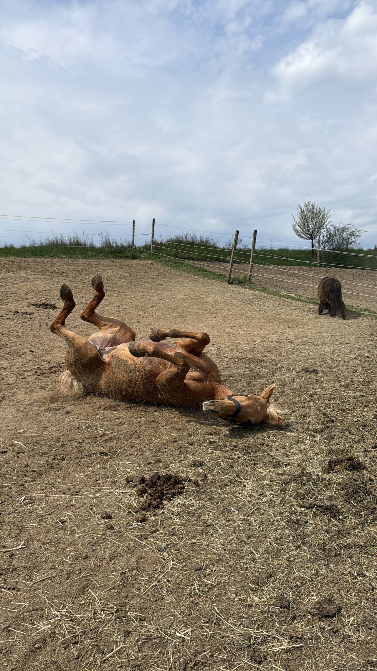 Hnědý kůň se válí na zádech v ohrádce, druhý stojí v pozadí.