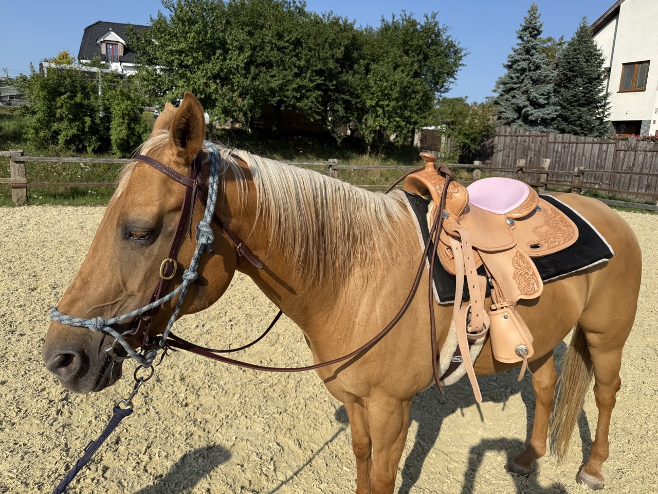Klisna s vyřezávaným westernovým sedlem na míru a růžovým sedákem v ohradě.
