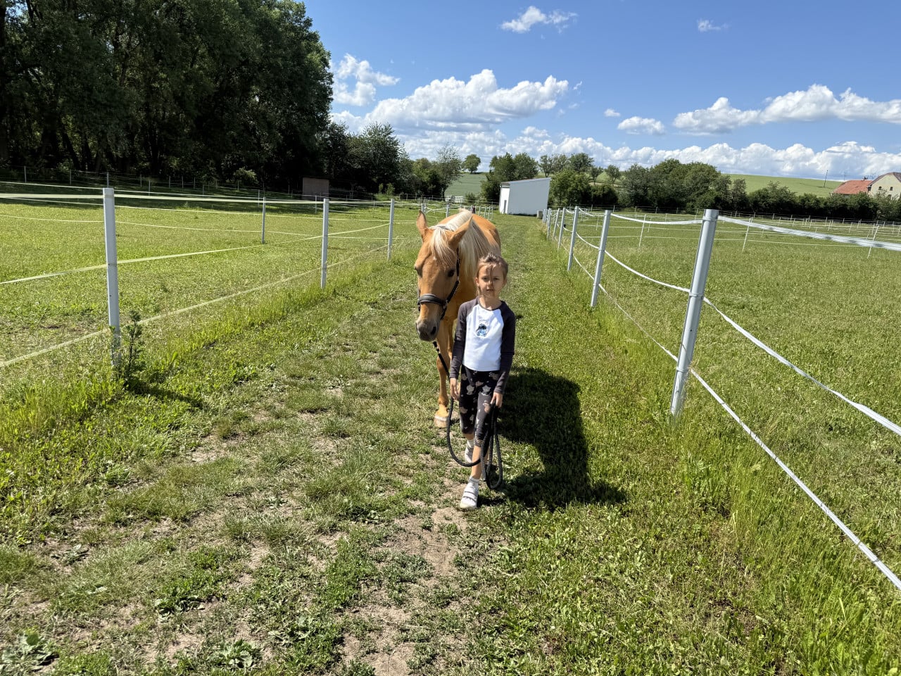 Dívka vede palomino koně po travnaté cestě mezi ohradami na ranči.