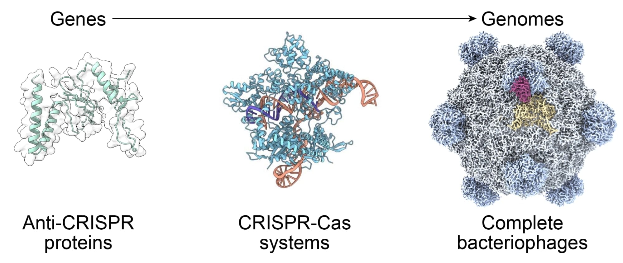 AI navrhuje viry, které ničí odolné bakterie